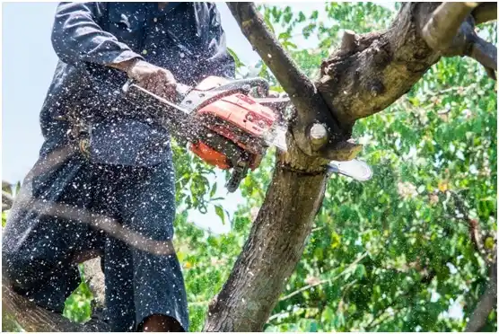 tree services Comerío